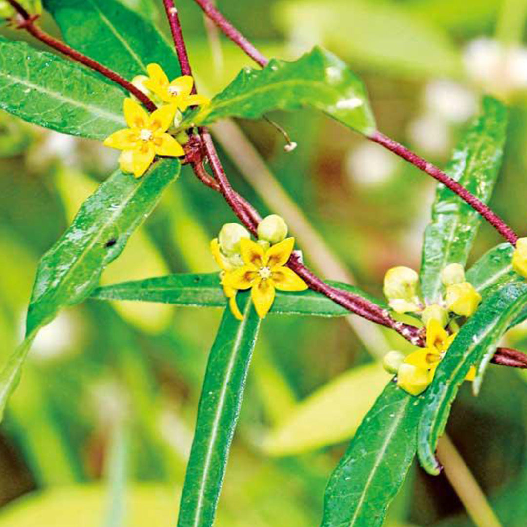 Ceylon Herbal Tea | IRAMUSU | Best Ayurvedic Products in Sri Lanka