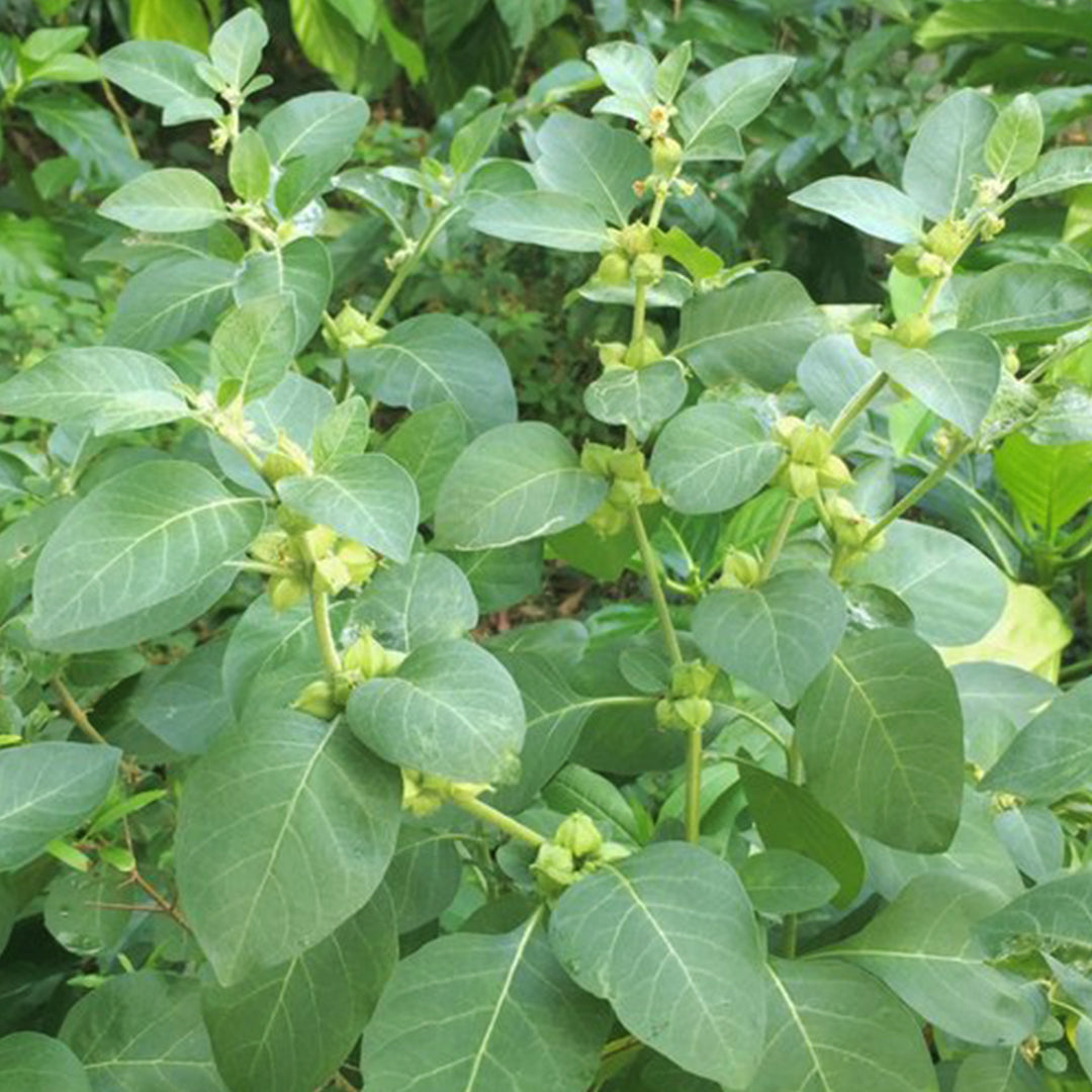 Ashwagandha Capsule 300mg | Best Ayurvedic Products in Sri Lanka